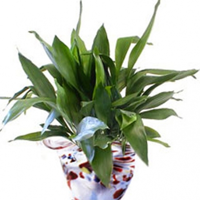 Аспидистра