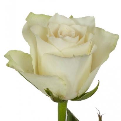 Роза Атена (70см)