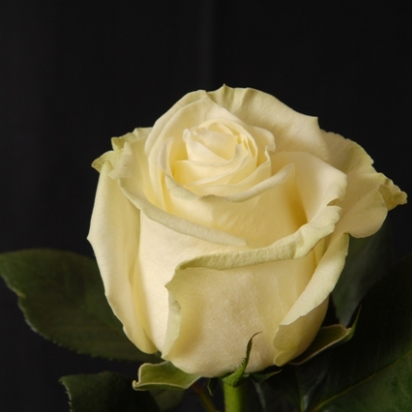 Роза Магади (80см)