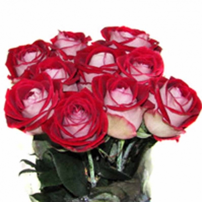 Роза Люксор (90см)